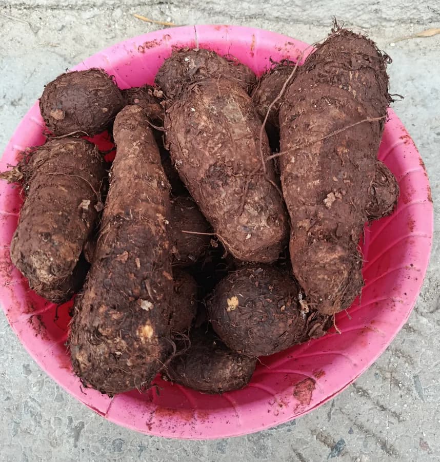 Malanga 